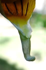  Anterior petal with a spur